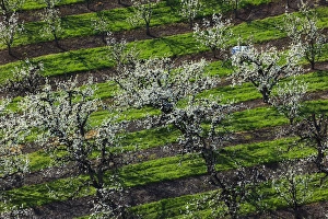 Hood River Prints: USA, Oregon, Hood River Valley, an orchard