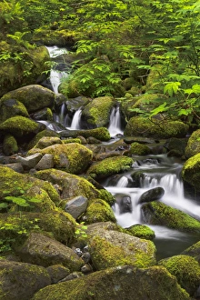 Christopher Reed Prints: USA, Oregon, Hood River. A waterfall on Tish Creek, just above Eagle Creek and Punch