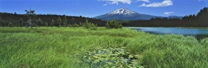 Cascades Range Prints: USA, Oregon, Hosmer Lake & Mt Bachelor. Pond lilies and reeds on Hosmer Lake are