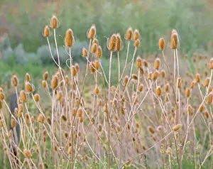 Ric Ergenbright Prints: USA, Oregon, Jefferson Co. Bull thistles flourish by the roadside in Jefferson County