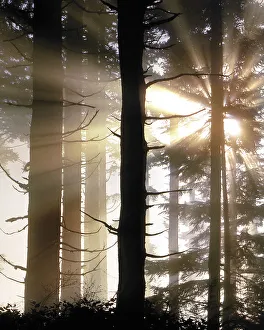 USA, Oregon, Jessie Honeyman State Park. Sunburst in forest trees