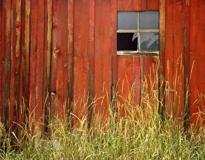 USA, Oregon, Joseph, Grasses contrast with broken window on side of rustic red barn in autumn