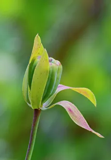 Florence Prints: USA, Oregon, just north of Florence Darlingtonia plants found at the Darlingtonia State Natural Site