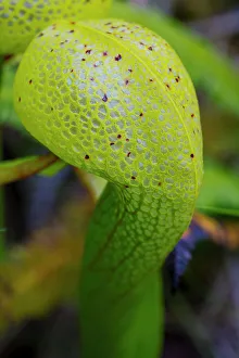 Florence Prints: USA, Oregon, just north of Florence Darlingtonia plants found at the Darlingtonia State Natural Site