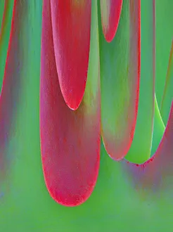 Images Dated 4th May 2019: USA, Oregon. Kalanchoe succulent plant close-up