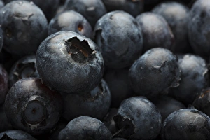 Images Dated 24th June 2015: USA, Oregon, Keizer, blueberries