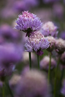 Herb Prints: USA, Oregon, Keizer, chives in the backyard
