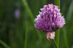 Herb Prints: USA, Oregon, Keizer, Chives in bloom in backyard