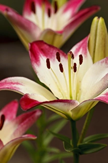 Rick A Brown Prints: USA, Oregon, Keizer, cultivated Day Lily