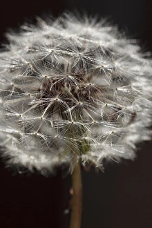 Rick A Brown Prints: USA, Oregon, Keizer, dandelion seedhead