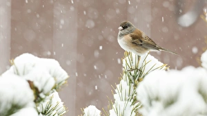 Images Dated 7th February 2014: USA, Oregon, Keizer, Dark-eyed Junco, Oregon race, (Junco hyemalis) in snow in backyard