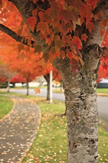 Neighborhood Prints: USA, Oregon, Keizer, fall color along a neighborhood road