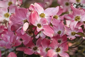 Neighborhood Prints: USA, Oregon, Keizer, flowering Dogwood in neighborhood