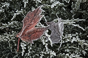 Images Dated 5th December 2011: USA, Oregon, Keizer, Hoar frost on leaves