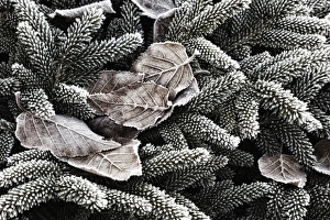 Rick A Brown Prints: USA, Oregon, Keizer, Hoar frost on leaves