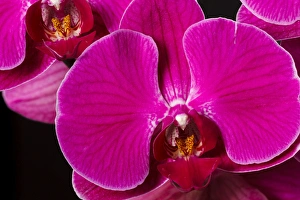 Images Dated 17th November 2014: USA, Oregon, Keizer, hybrid orchid
