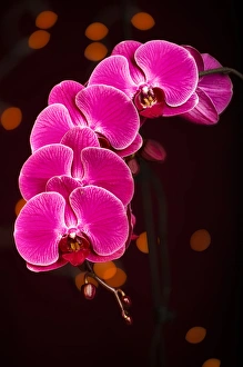Keizer Prints: USA, Oregon, Keizer, hybrid orchid