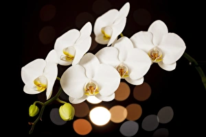 Images Dated 17th November 2014: USA, Oregon, Keizer, hybrid orchid
