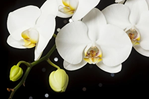 Images Dated 17th November 2014: USA, Oregon, Keizer, hybrid orchid