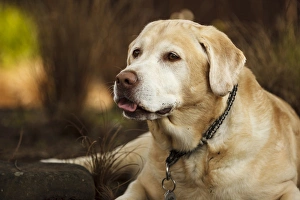 Rick A Brown Prints: USA, Oregon, Keizer, Labrador Retriever in backyard