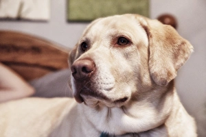 Rick A Brown Prints: USA, Oregon, Keizer, Labrador Retriever on bed, PR