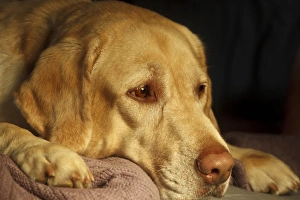 Images Dated 10th January 2012: USA, Oregon, Keizer, Labrador Retriever on bed, PR
