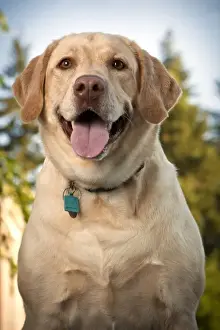 Keizer Prints: USA, Oregon, Keizer, Labrador Retriever (Canis lupis familiaris)