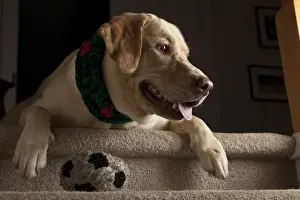 Images Dated 19th December 2010: USA, Oregon, Keizer, Labrador Retriever in her Christmas gear (PR)