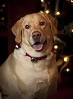 Images Dated 17th December 2010: USA, Oregon, Keizer. Labrador Retriever in her Christmas gear (PR)