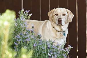 Keizer Prints: USA, Oregon, Keizer, Labrador Retriever (PR)
