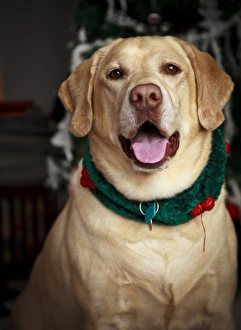 Images Dated 12th December 2011: USA, Oregon, Keizer, Labrador Retriever, PR