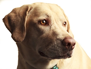 Images Dated 10th March 2012: USA, Oregon, Keizer, Labrador Retriever. PR