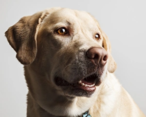 Images Dated 10th March 2012: USA, Oregon, Keizer, Labrador Retriever. PR