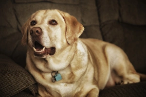 Images Dated 1st April 2012: USA, Oregon, Keizer, Labrador Retriever. PR