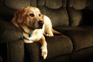 Images Dated 1st April 2012: USA, Oregon, Keizer, Labrador Retriever. PR