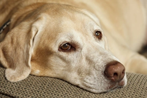 Images Dated 24th June 2015: USA, Oregon, Keizer, Labrador Retriever resting
