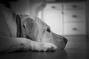 Keizer Prints: USA, Oregon, Keizer, Labrador Retriever resting (PR)