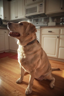 Rick A Brown Prints: USA, Oregon, Keizer, Labrador Retriever waiting for a hard-boiled egg that had been promised to her