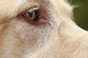 Keizer Prints: USA, Oregon, Keizer, detail of Labrador Retrievers eye (PR)