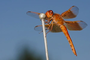 USA, Oregon, Keizer, male Flame Skimmer (Libellula saturata) hunting from car antenna