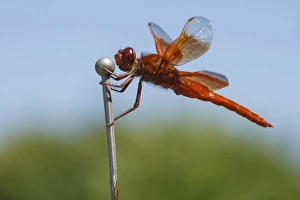 Rick A Brown Prints: USA, Oregon, Keizer, male Flame Skimmer (Libellula saturata) hunting from car antenna