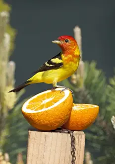 USA, Oregon, Keizer, male Western Tanager (Piranga ludoviciana), at feeding station
