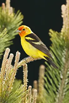 Keizer Prints: USA, Oregon, Keizer, male Western Tanager (Piranga ludoviciana)