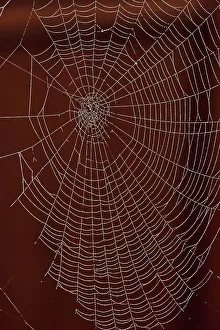 Rick A Brown Prints: USA, Oregon, Keizer, orb web with dew