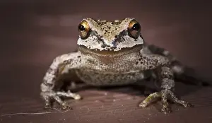 Images Dated 19th August 2011: USA, Oregon, Keizer, Pacific Tree Frog (Pseudacris regilla)
