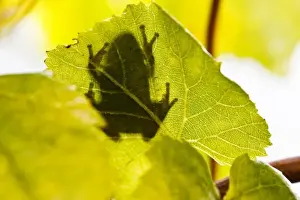 Keizer Prints: USA, Oregon, Keizer, Pacific Tree Frog (Pseudacris regilla) shadow on Pinot Gris leaf