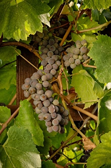 Images Dated 17th September 2012: USA, Oregon, Keizer, Pinot Gris grapes. Digital Composite, HDR