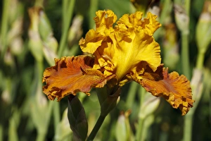 Images Dated 30th May 2012: USA, Oregon, Keizer, Schreiners Iris Garden, cultivated iris