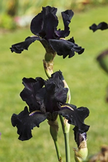 Images Dated 30th May 2012: USA, Oregon, Keizer, Schreiners Iris Garden, cultivated iris