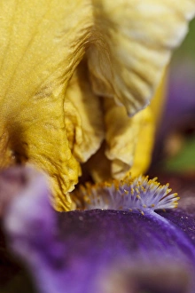 Images Dated 30th May 2012: USA, Oregon, Keizer, Schreiners Iris Garden, cultivated iris